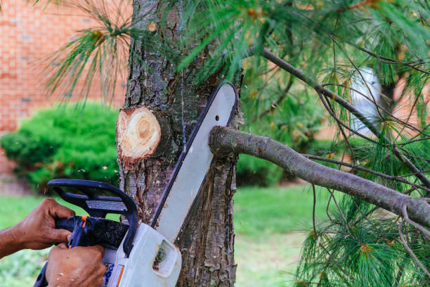 Monroe, GA Tree Removal and Landscaping Services Company